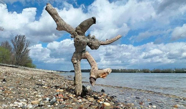Tamas Kanya - скульптуры из коряг и обломков затопленных деревьев